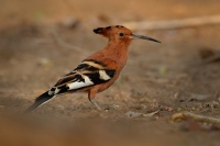 Dudek africky - Upupa epops africana - African hoopoe  o4935